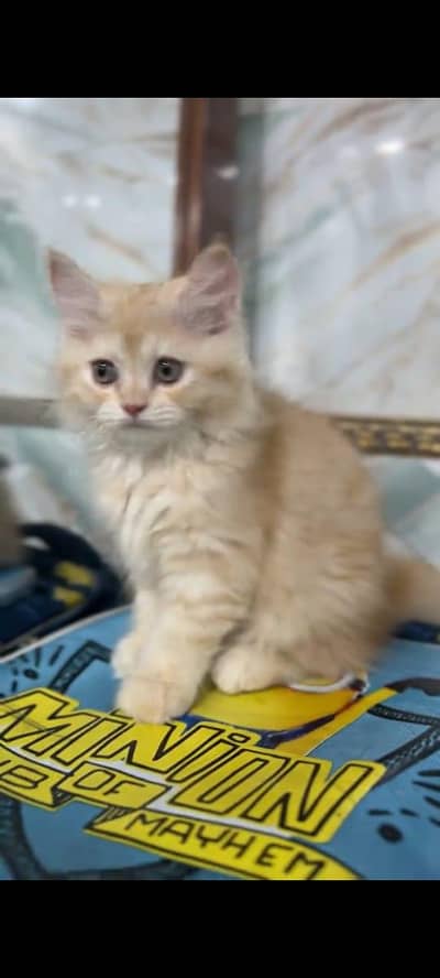 pure persian cats vaccinated triple coated WhatsApp 03316360929