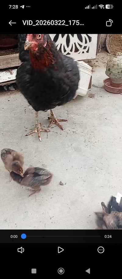 Assel murghi with lasani chicks