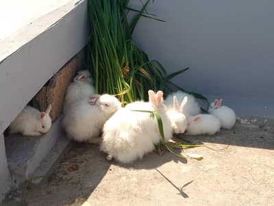 Angoora Pair Of Rabbits| All Ages of Rabbit's Pair Are  Available