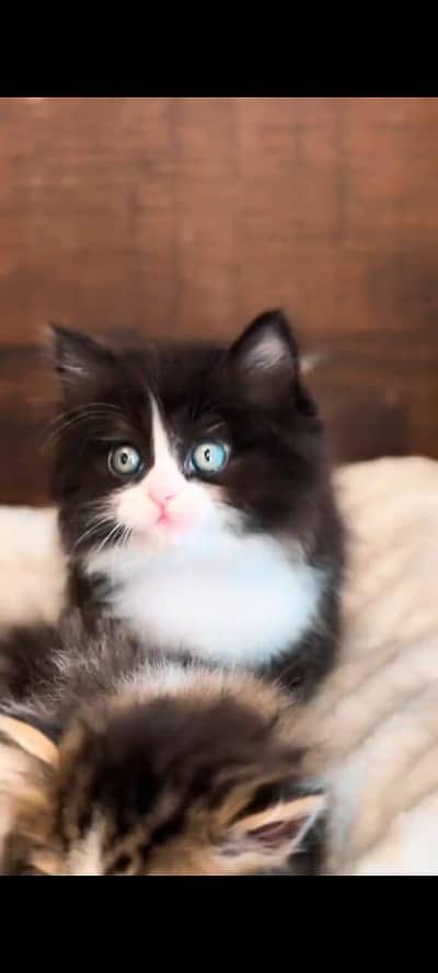 pure persian cats vaccinated triple coated WhatsApp 03316360929