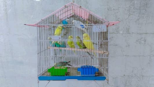 10 Beautiful Australian Budgerigar Parrots for Sale with Cage