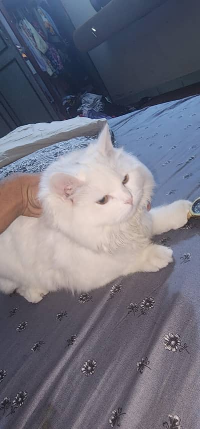 persian white female cat