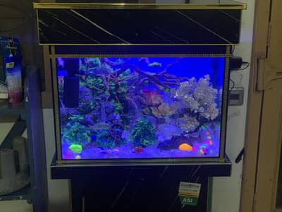 Aquarium and fishes with all accessories