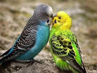 Budgie's Australian Parrots Breeder Pairs black & Red Eyes