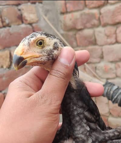 shamo high quality patha or pathiyan