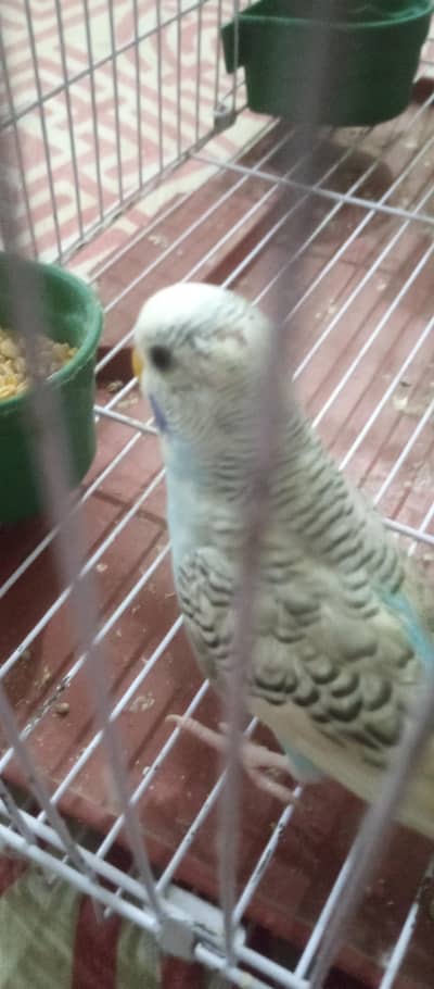 Perfect Australian parrot