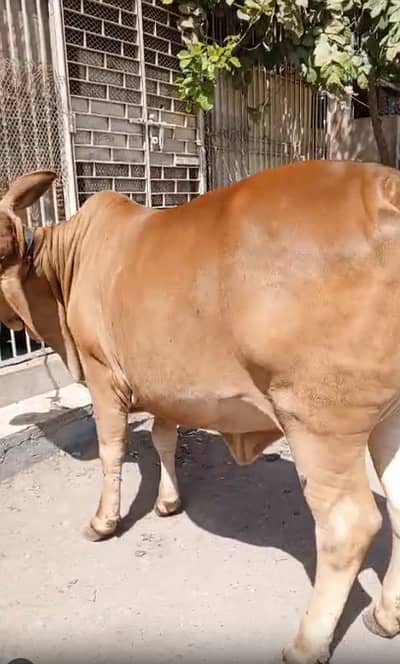 Cattle For Sale Season 2026 Pakki kheeri | cow for sale