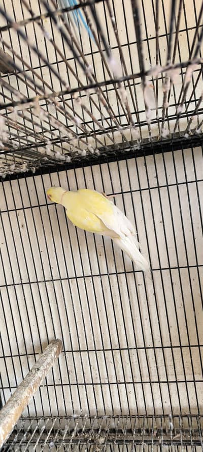 cremino ringneck male