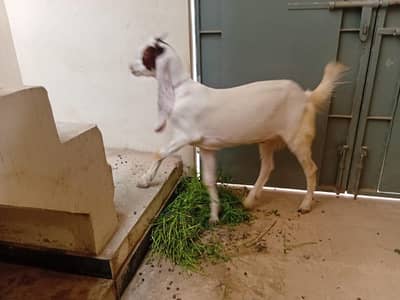 Qurbani Bakra for sell