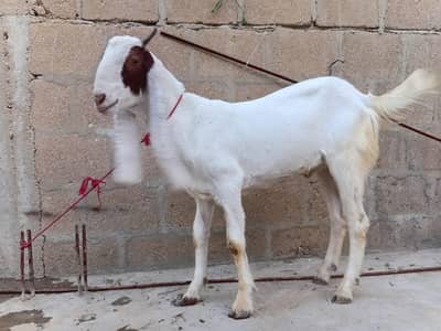 Qurbani Bakra for sell