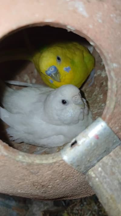 bajri parrot 800 sale location shara e fahsal nusariy