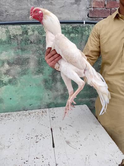 papar white shamo breader male