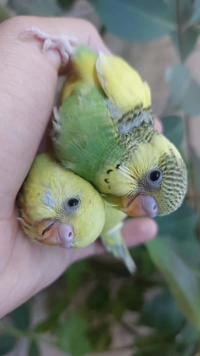 Australian Parrot Chicks on Handfeed
