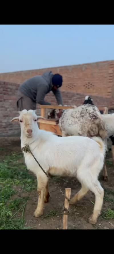 pure teddy  blood line