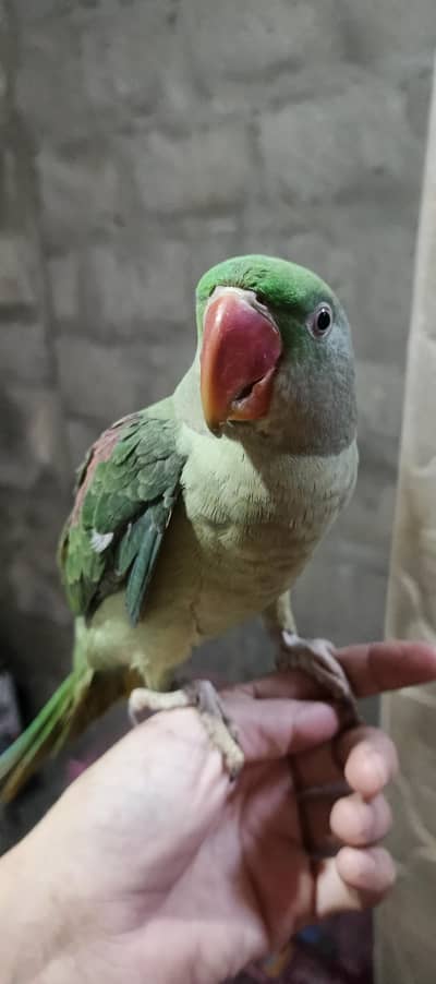 Kashmiri raw parrot big size full taking hand tame