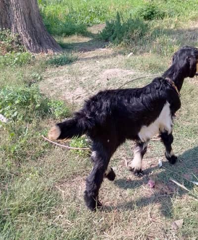 Best bakarwali nasal goat female