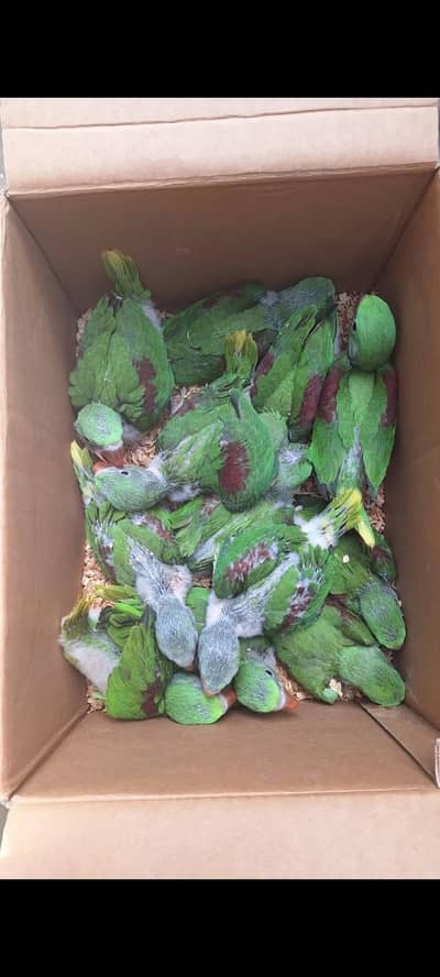 raw parrot chicks