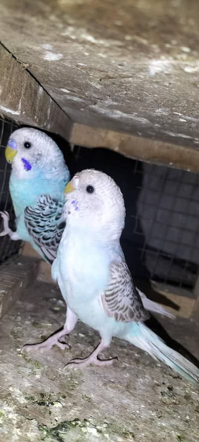Budgies/Australian Pair And Males