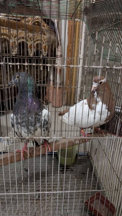 pigeon pair