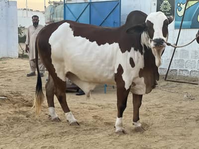 Bachra available for sale