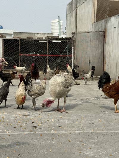 Healthy turkey birds