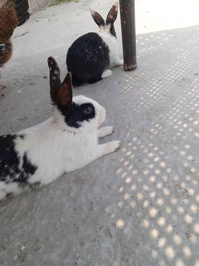 red eyes and black white