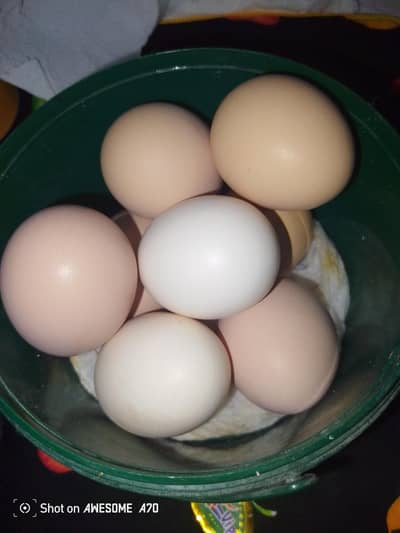 Hen eggs for sale