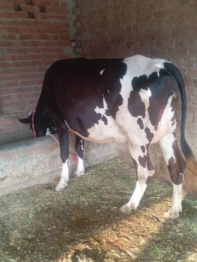 Frisian cross 1st timer