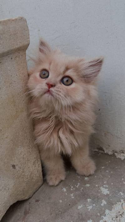 Persian Male cat 2 months