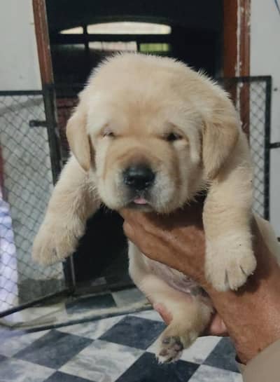 Labrador Male puppy