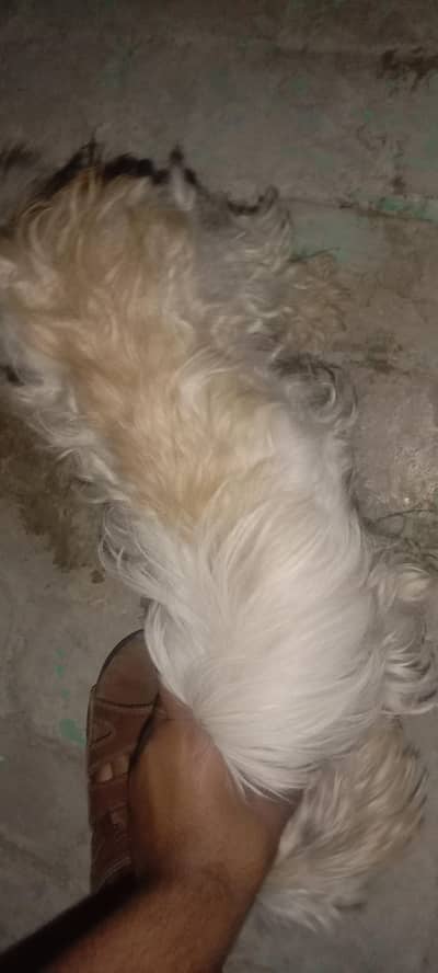 shihzu female for sale healthy and caring