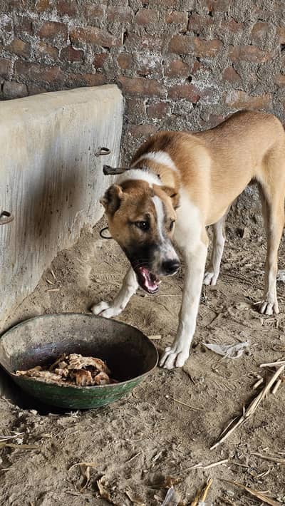 afghan kuchi 10 months