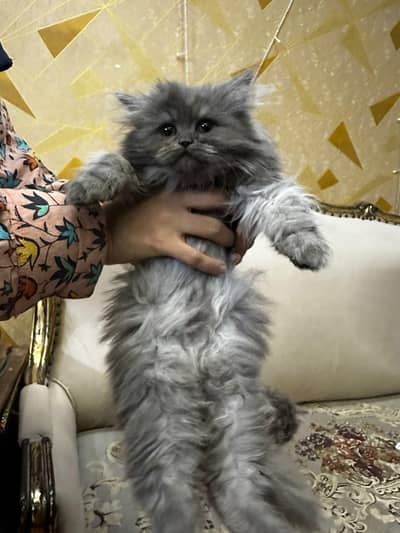 home Breed kitten available