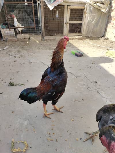 ko Shamu quality bird male available. 7500