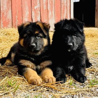 German Shepherd Pure Puppies Black, Black N Tan