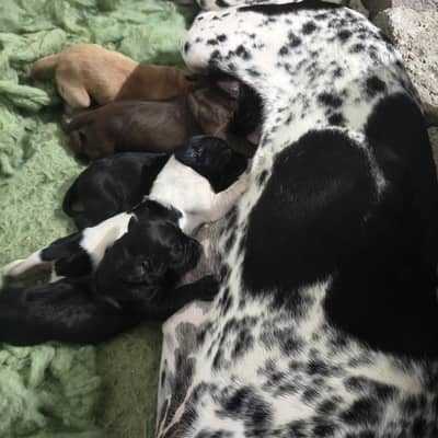 English dual pointer babies