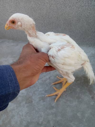 pure aseel chicks for sale 03175088407