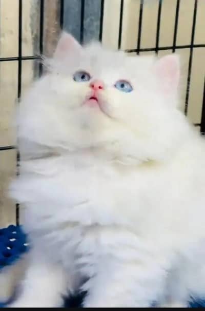 Persian female kitten for sale delivery available all Pakistan