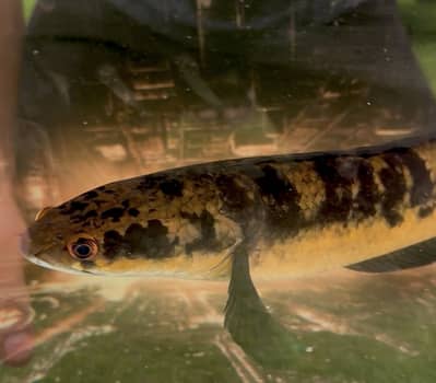 super red arrowana with certificate and other fishes for sale