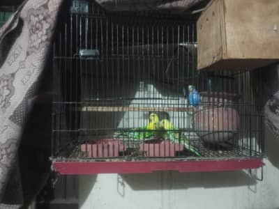 Australian parrots with cage