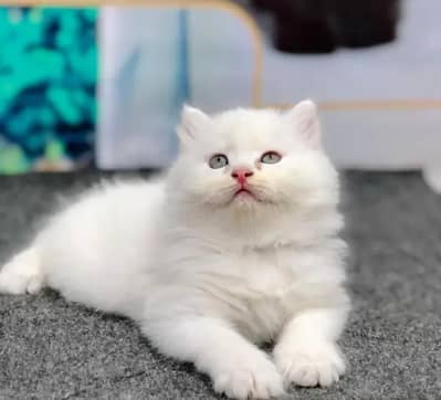 Persian female kitten for sale delivery available all Pakistan