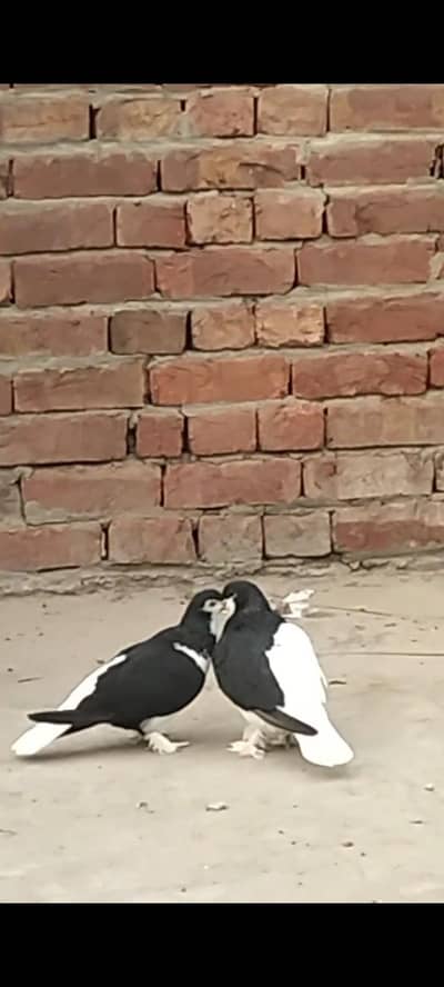 black sherazi beader pair  03226070653