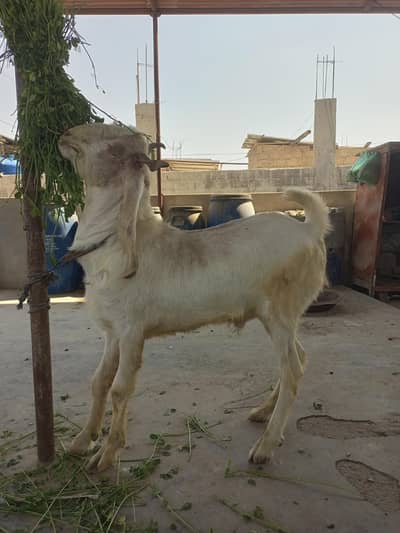 Bakra Bher
