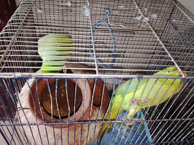 ringneck pair