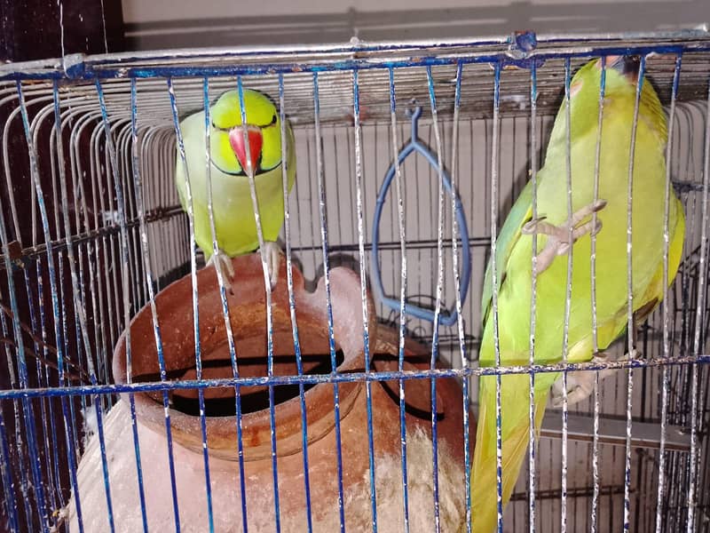 ringneck pair 1