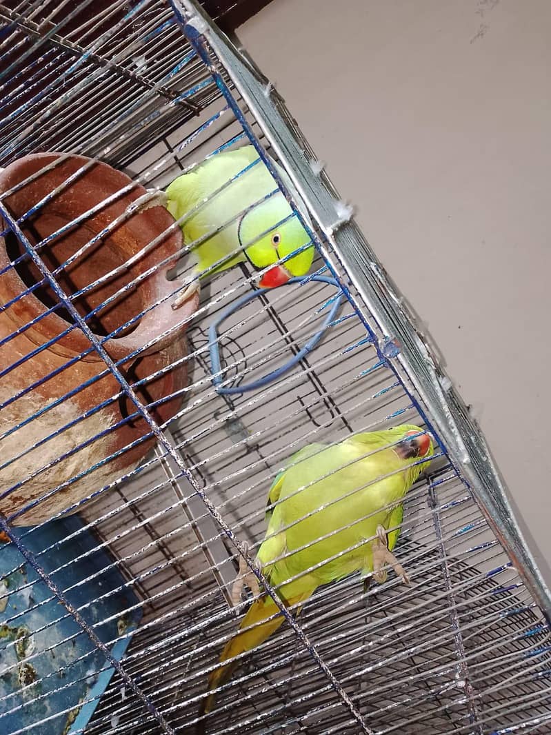 ringneck pair 2