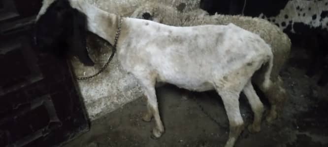 Desi ped or nur bacha