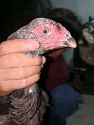 burmi and pakoye plus vaitnam