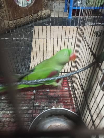 Talking  breeder's with good health