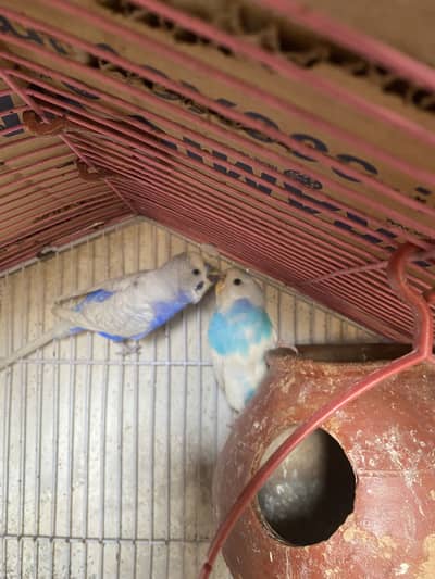 Contact on what’sapp 03037022290